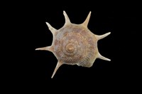 藏品(星螺)的圖片